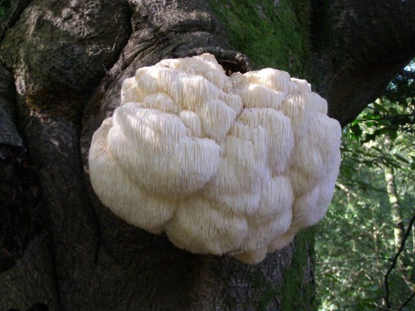 Is it a brain or a Lion's Mane?